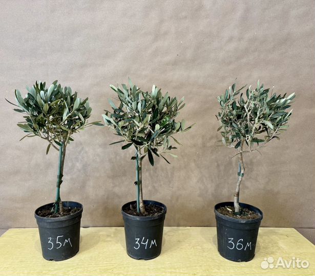 Олива Европейская Оливковое дерево