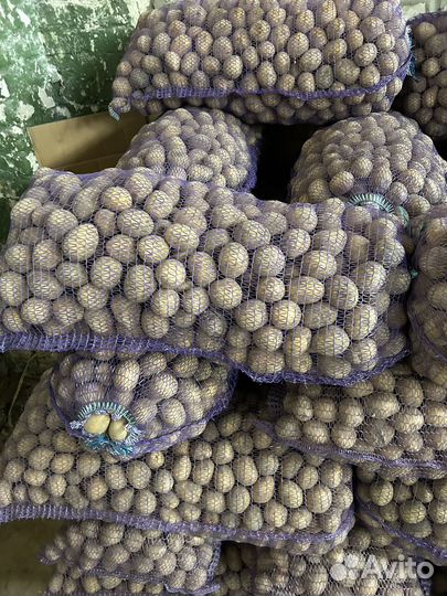 Картофель семенной или бюджет