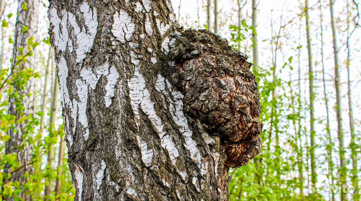 Березовый гриб чага