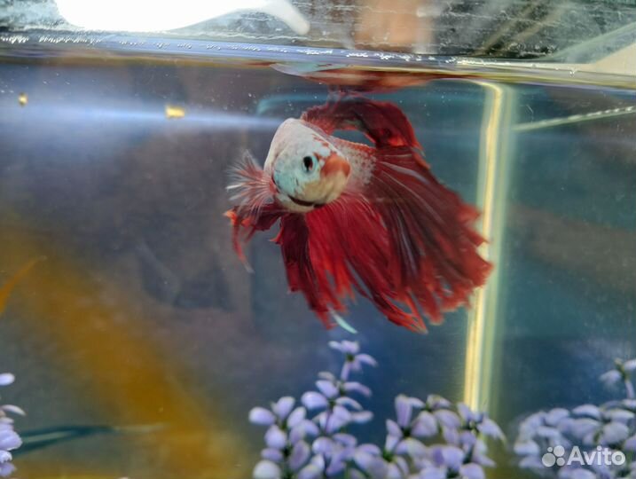 Водное царство (Аквариум с рыбками)