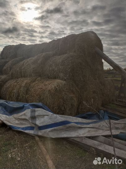 Сено в рулонах 350кг