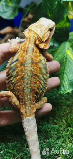 Агама бородатая