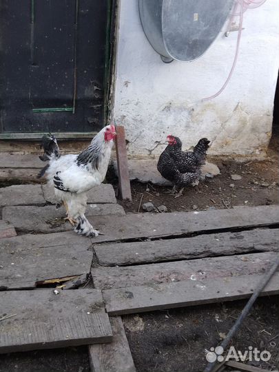 Молодые петухи