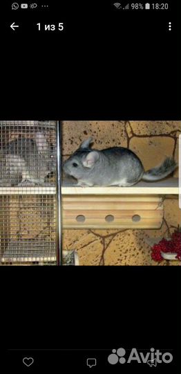 Витрина для шиншилл (клетка)