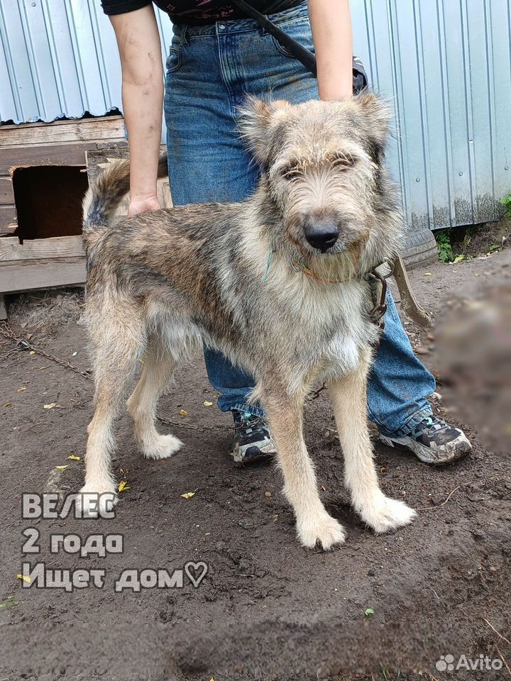 Взрослый пёс в добрые руки, Иркутск