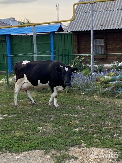 Корова стельная дойная