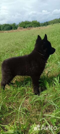 Щенки шипперке девочка