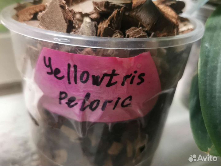 Орхидея фаленопсис бабочка