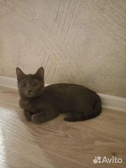 Кошки в добрые руки