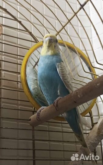 Волнистый попугай с клеткой