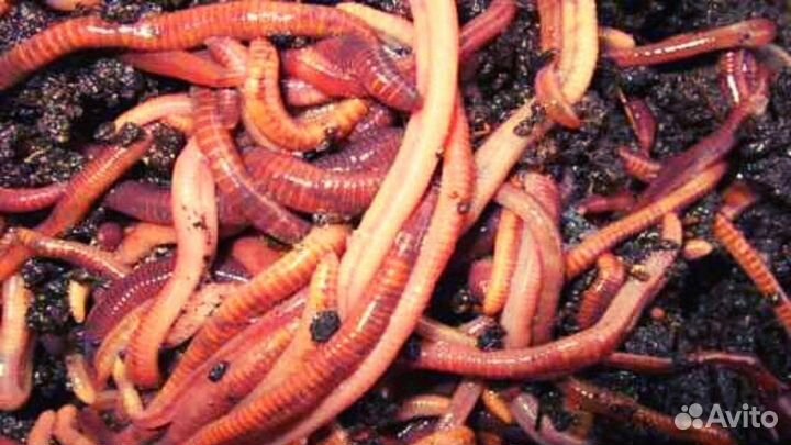 Калифорнийский червь