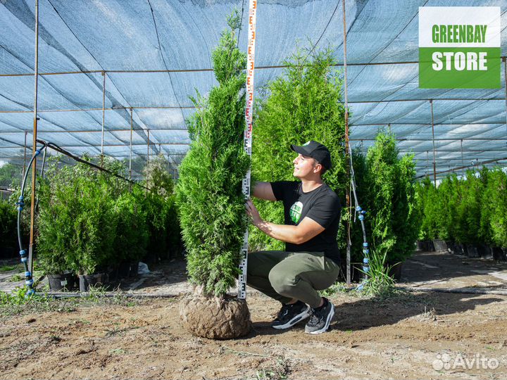 Туи колумна 1,6 м свежая копка 2023