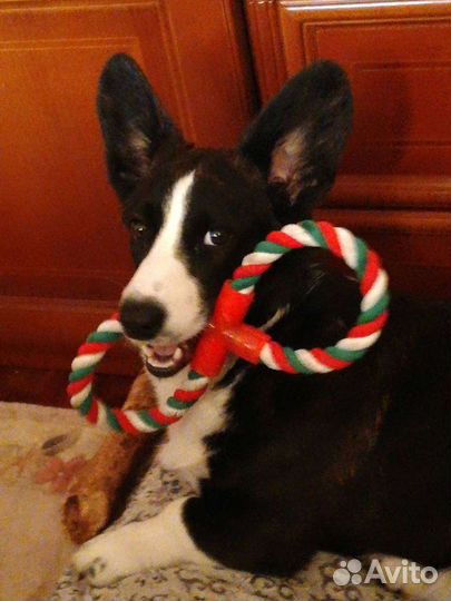 Вельш-корги кардиган вязка