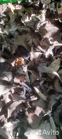 Грибы черные лисички