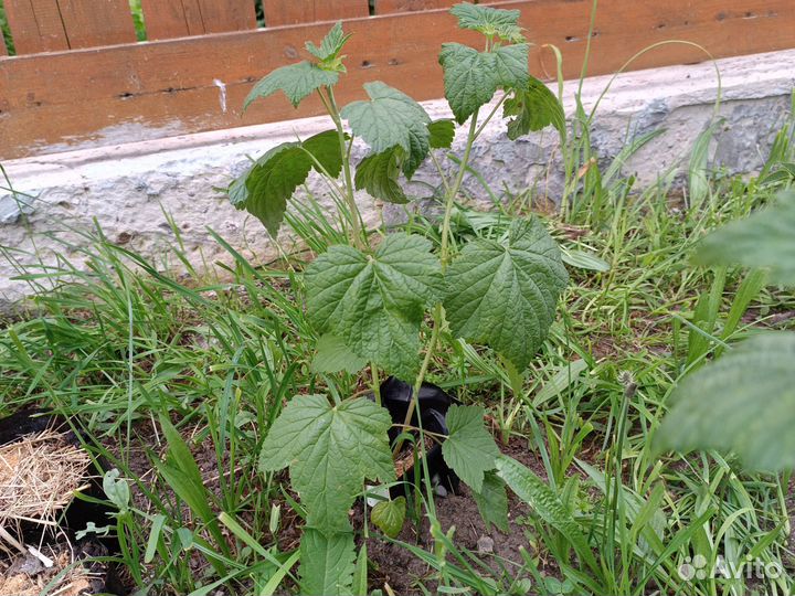 Растения для сада