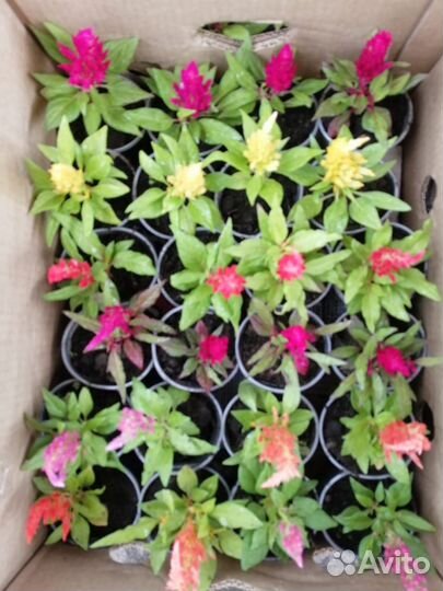 Чернозем,Грунт,Перегной 2г,Навоз Крс,от тонны