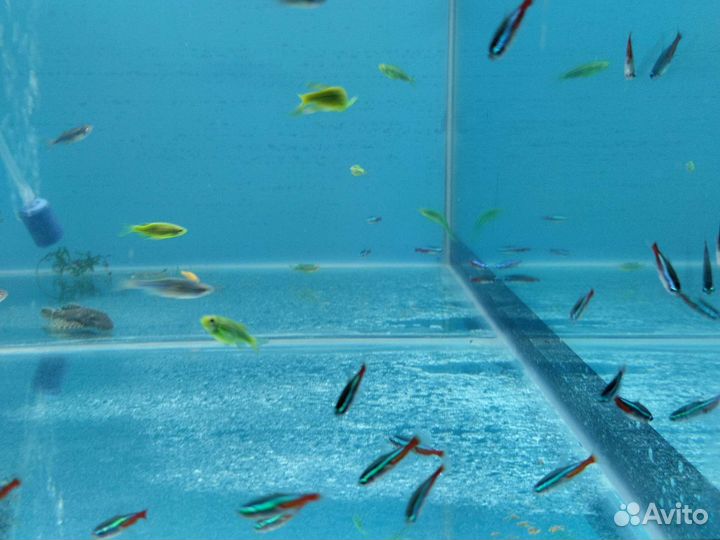 Аквариумные рыбки