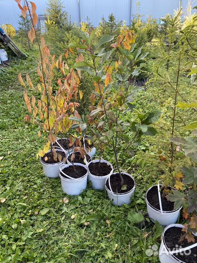 Саженцы сливы, сорт Хопты и Чемальская