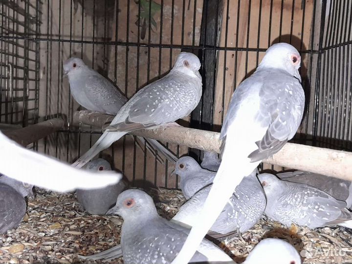 Попугаи,голуби, амадины