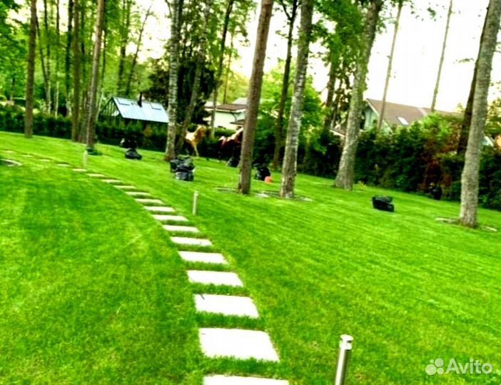 Рулонный газон 