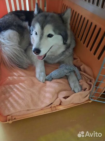 Переноска для крупных собак