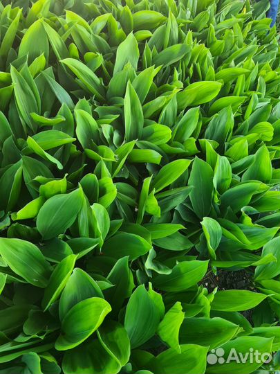 Ландыши цветы с корнем