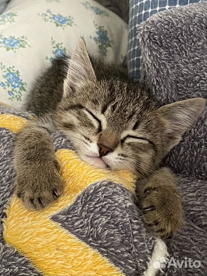 Котенок девочка в добрые руки