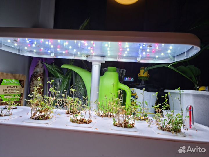 Установка гидропоника, выращивание микрозелени