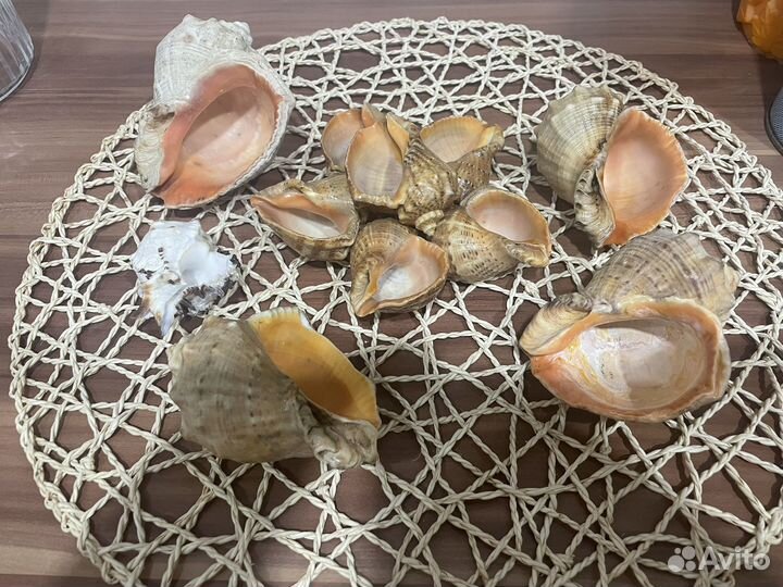 Ракушка СССР