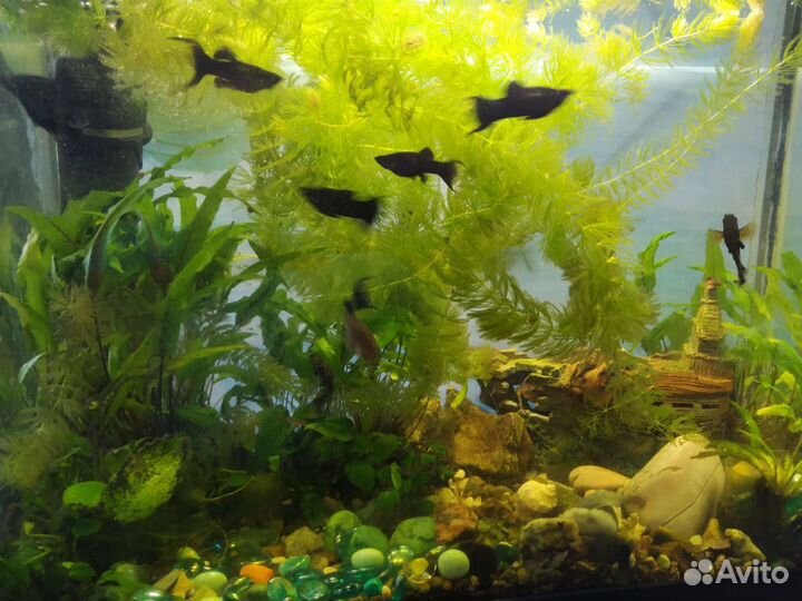Водоросли для аквариума