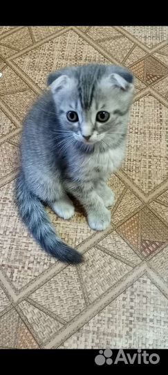 Шотландские котята