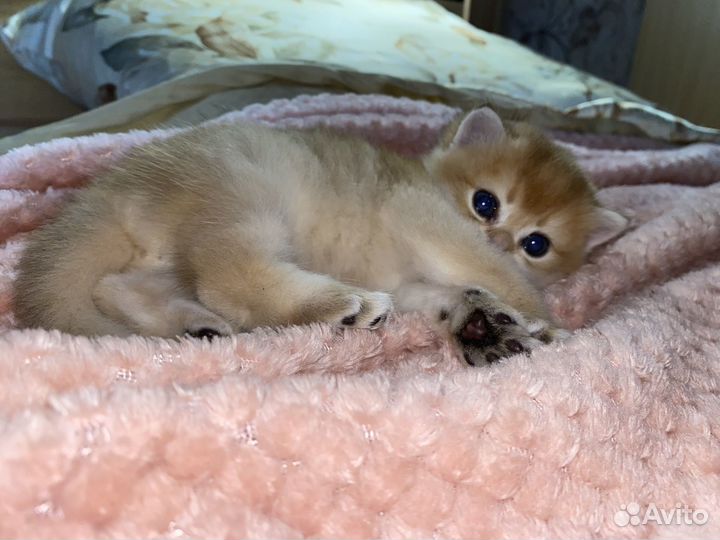 Котята, проды: золотая шиншилла