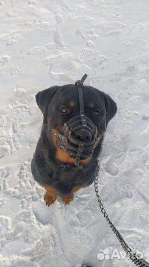 Собака вязка