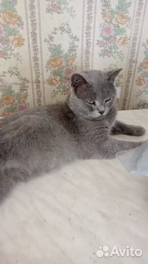 Русская голубая в добрые руки