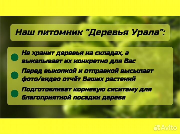 Саженцы Берёза бородавчатая крупномеры опт