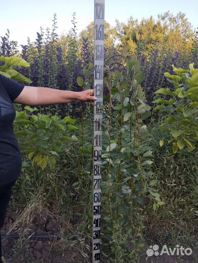 Саженцы декоративных деревьев