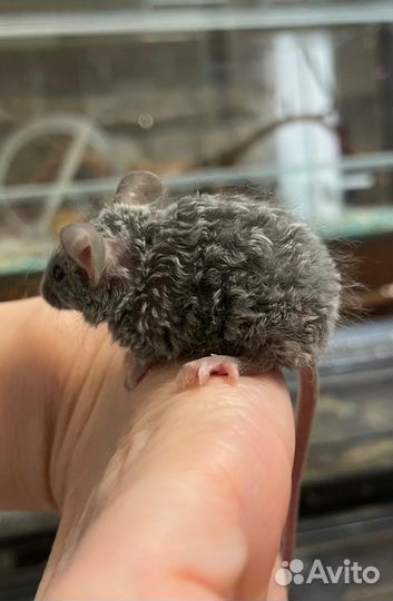 Декоративные мышки