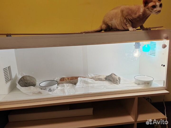 Бородатая агама с террариумом