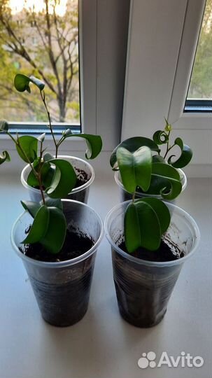 Фикус Букле