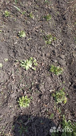 Садовый мак, бруннера, каменная роза