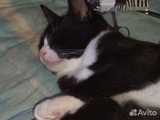 Кошка в дар бесплатно