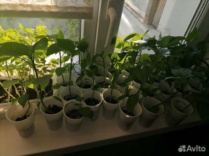 Рассада помидор и перцев