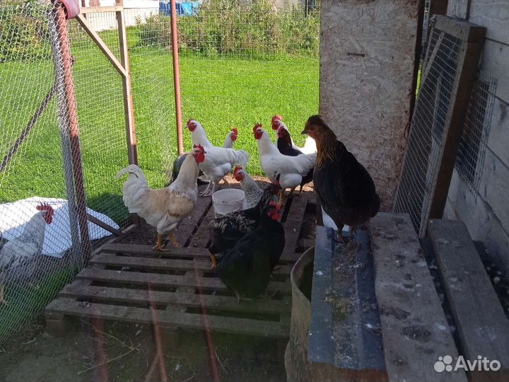 Домашние животные петухи