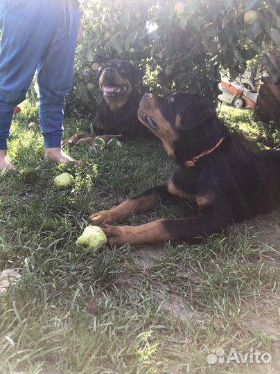 Ротвейлер щенок