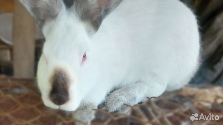 Продам кроликов на племя породы калифорнийской