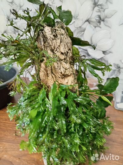Растения для аквариума