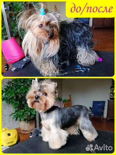 Стрижка домашних животных