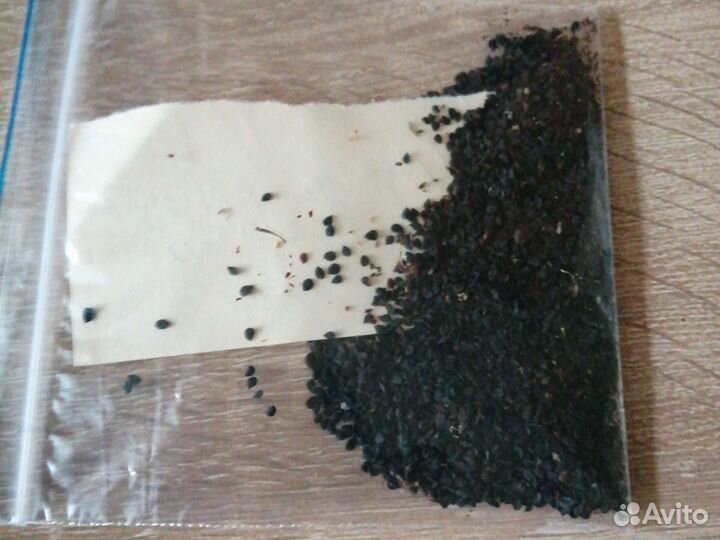 Турецкая гвоздика