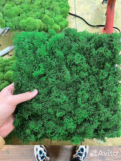 Стабилизированный мох оптом от производителя