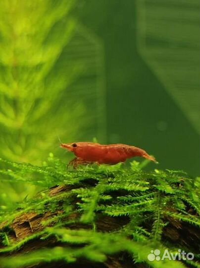 Креветки вишни